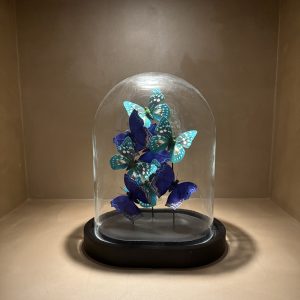 Stolp ‘Butterfly Blue’
